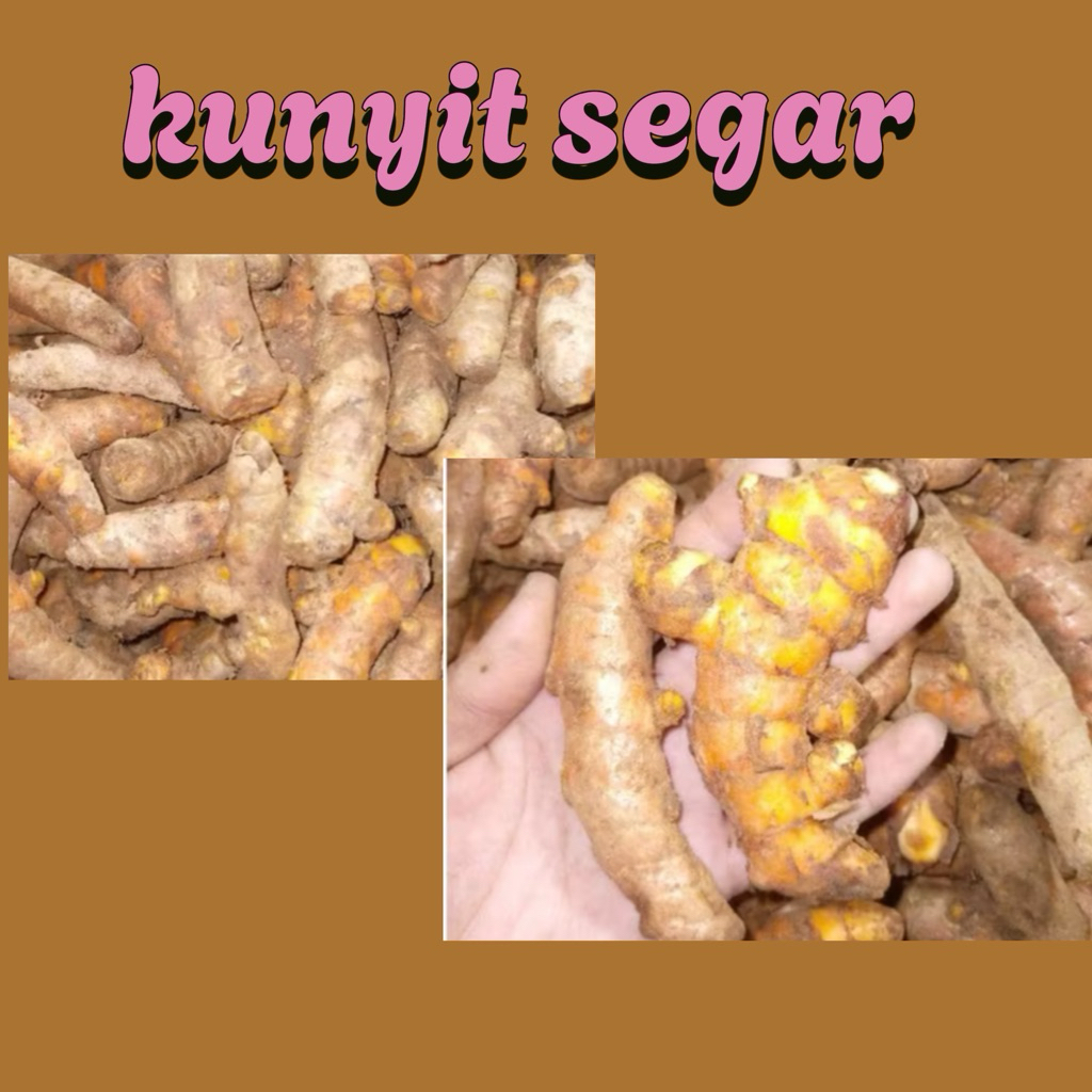 

KUNYIT SEGAR / KUNIR FRESH 1KG