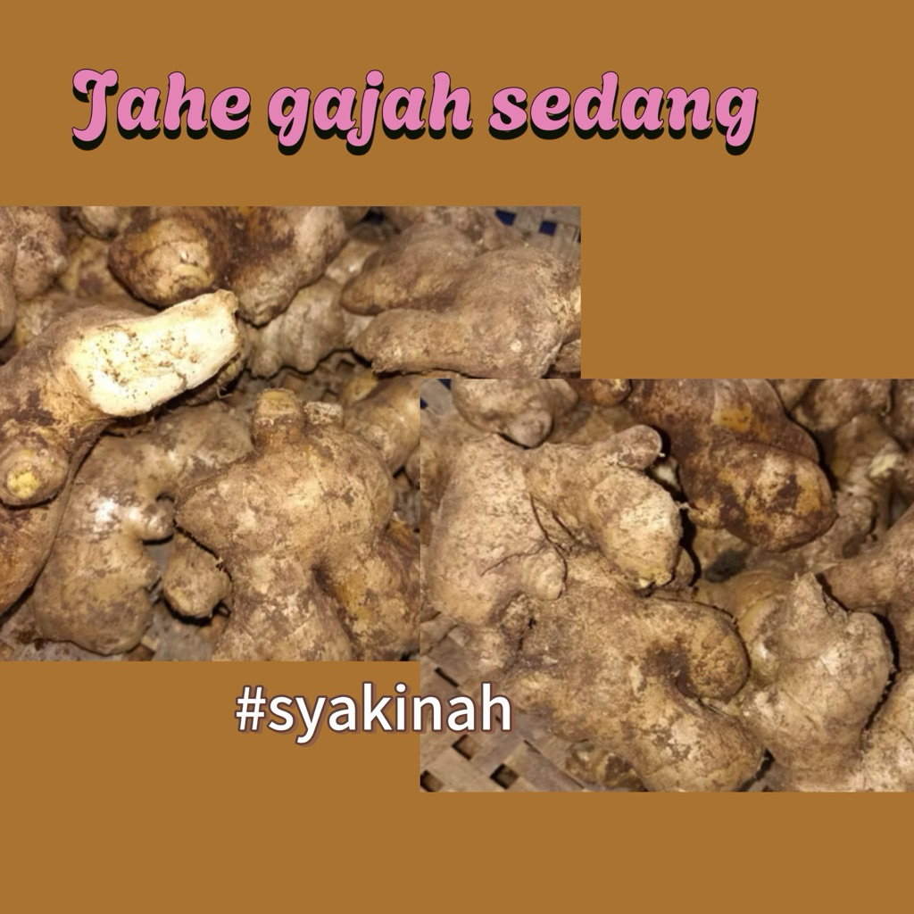 

JAHE GAJAH / JAHE PUTIH SEGAR 1 kg