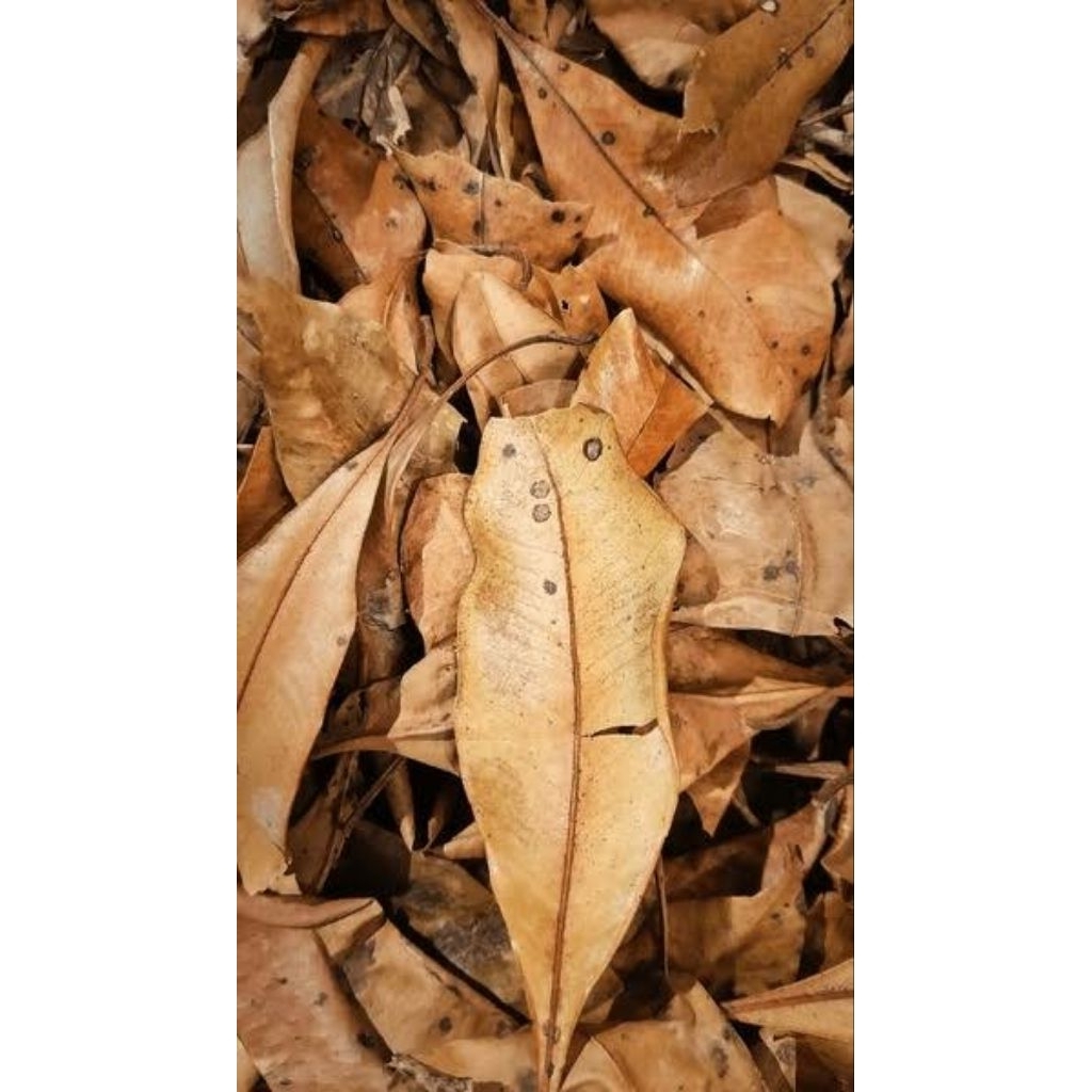 

Daun Cengkeh 1 kg Kering