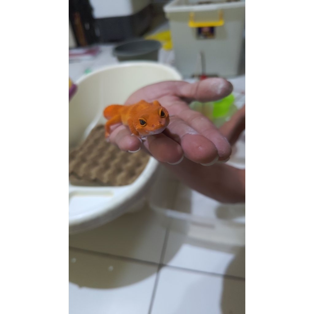 SHTCTB mainan Gecko Oren induk siap ternak menjelang Ovul Female