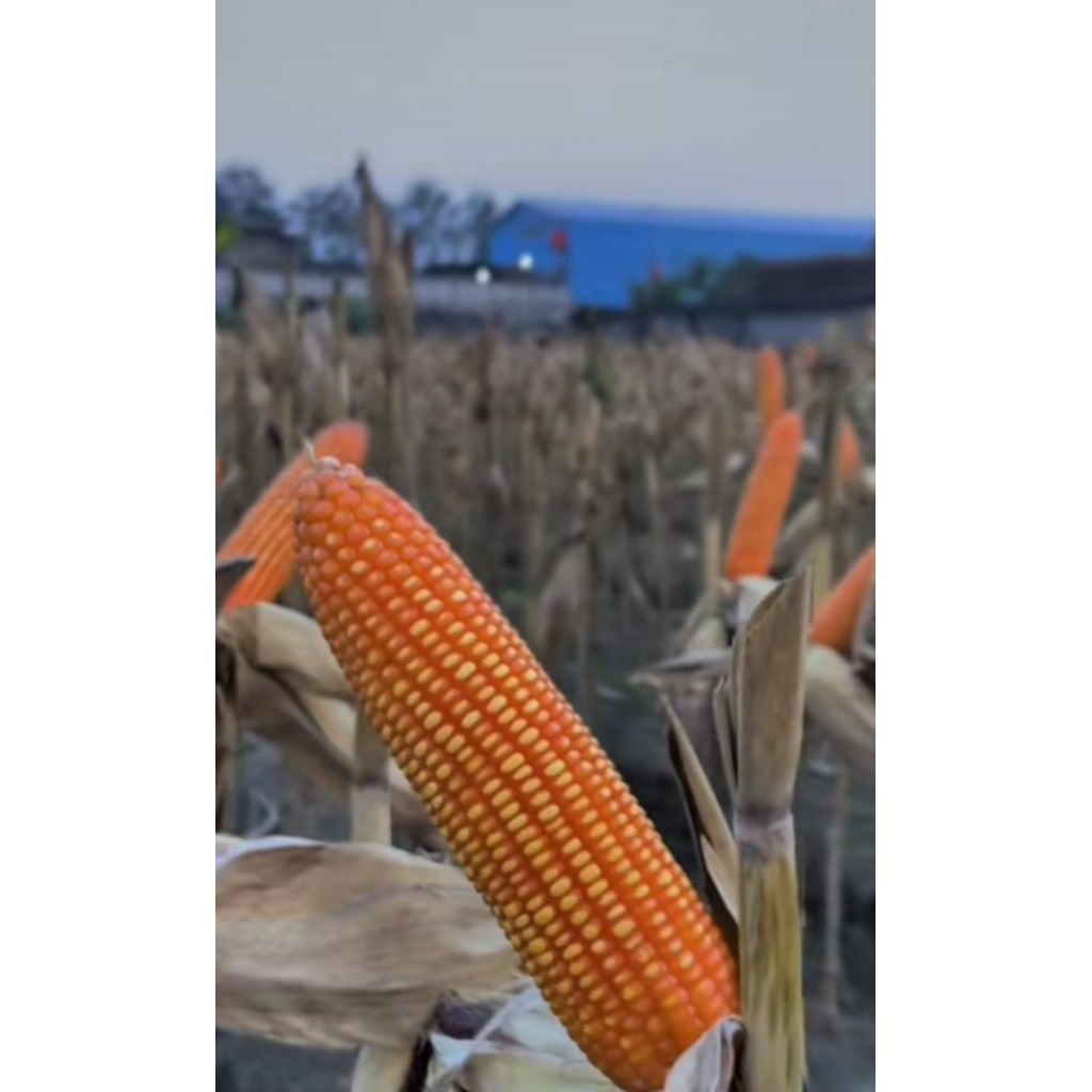 PROMO.. 1KG BENIH JAGUNG BISI 79 BERKUALITAS SUPER UNGGUL SIAP TANAM