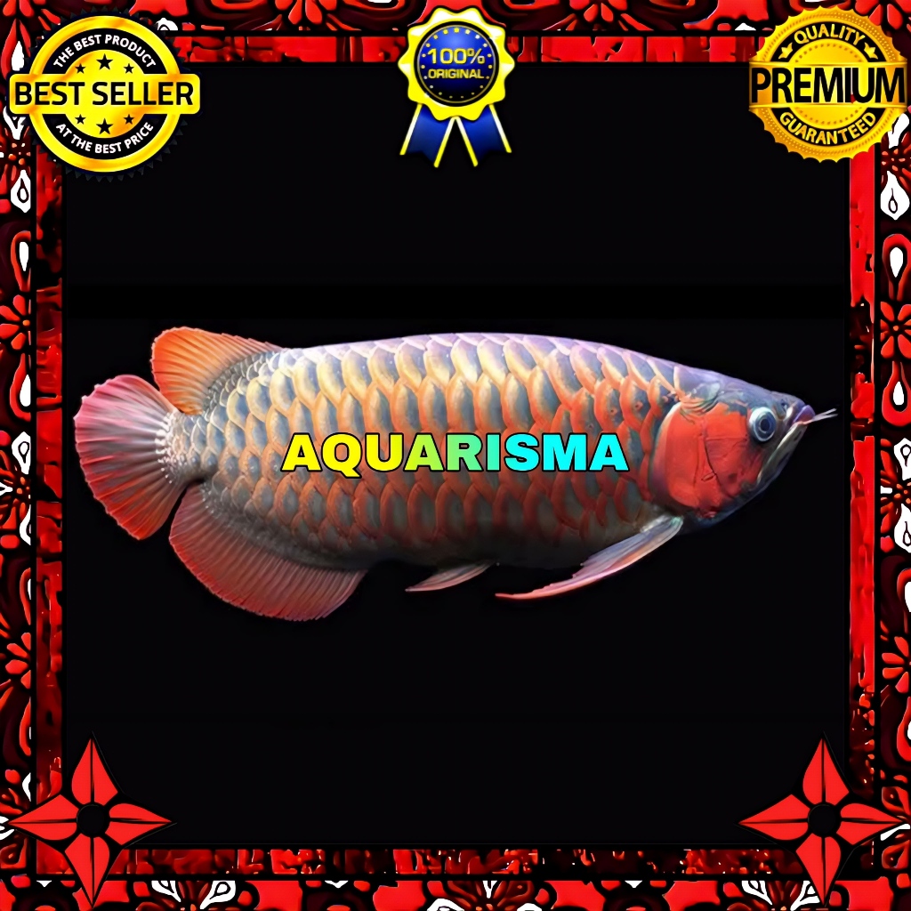 KEBUTUHAN AKUARIUM - ARWANA SUPER RED DRAGON SCLEROPAGES FORMOSUS 12-13 CM