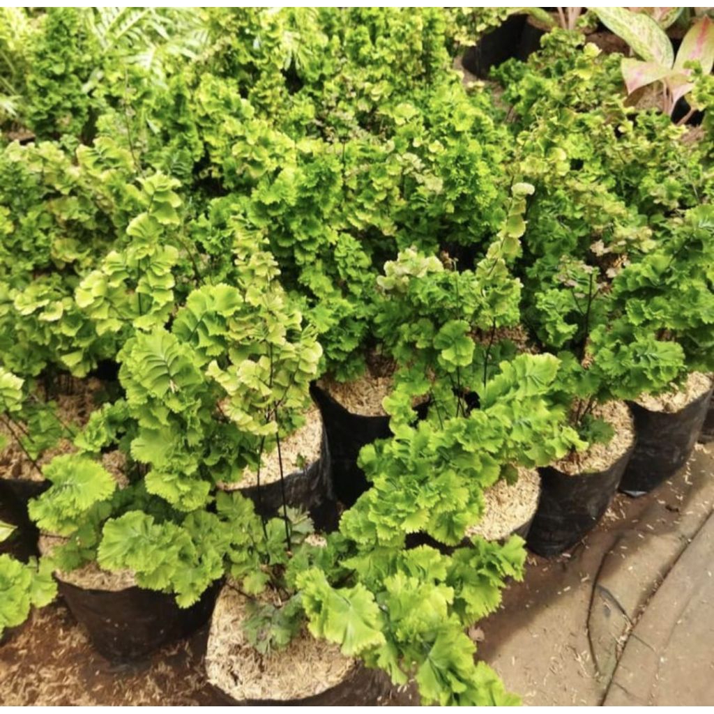 Pohon Suplir tusuk SateTanaman Hias Indoor Pohon Suplir Tusuk Sate