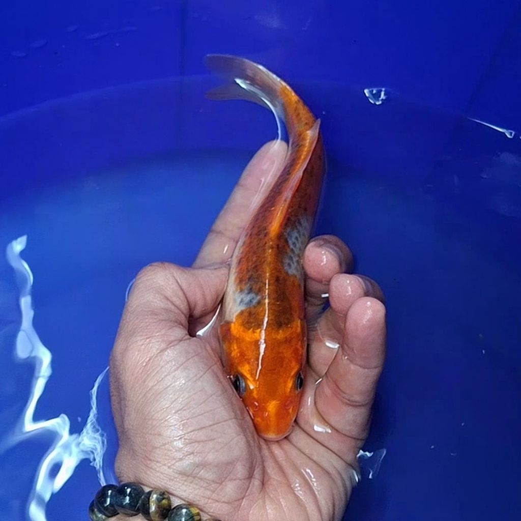 Ikan Koi Blitar Jenis Kujaku / Rumah Koi Jakarta / kode 0023