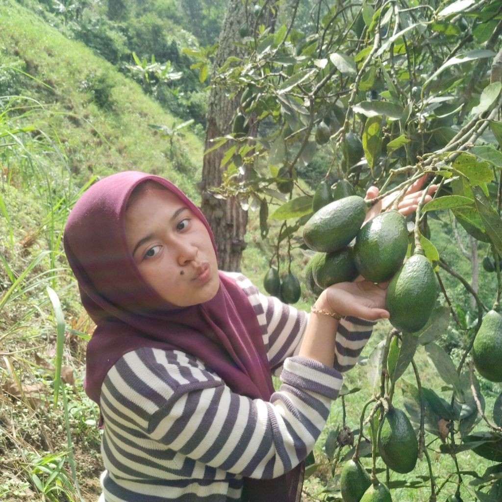 

Alpukat MentegaSuperIsi(2-3)DikirimMentahAlpukatLokalBandungBergaransi