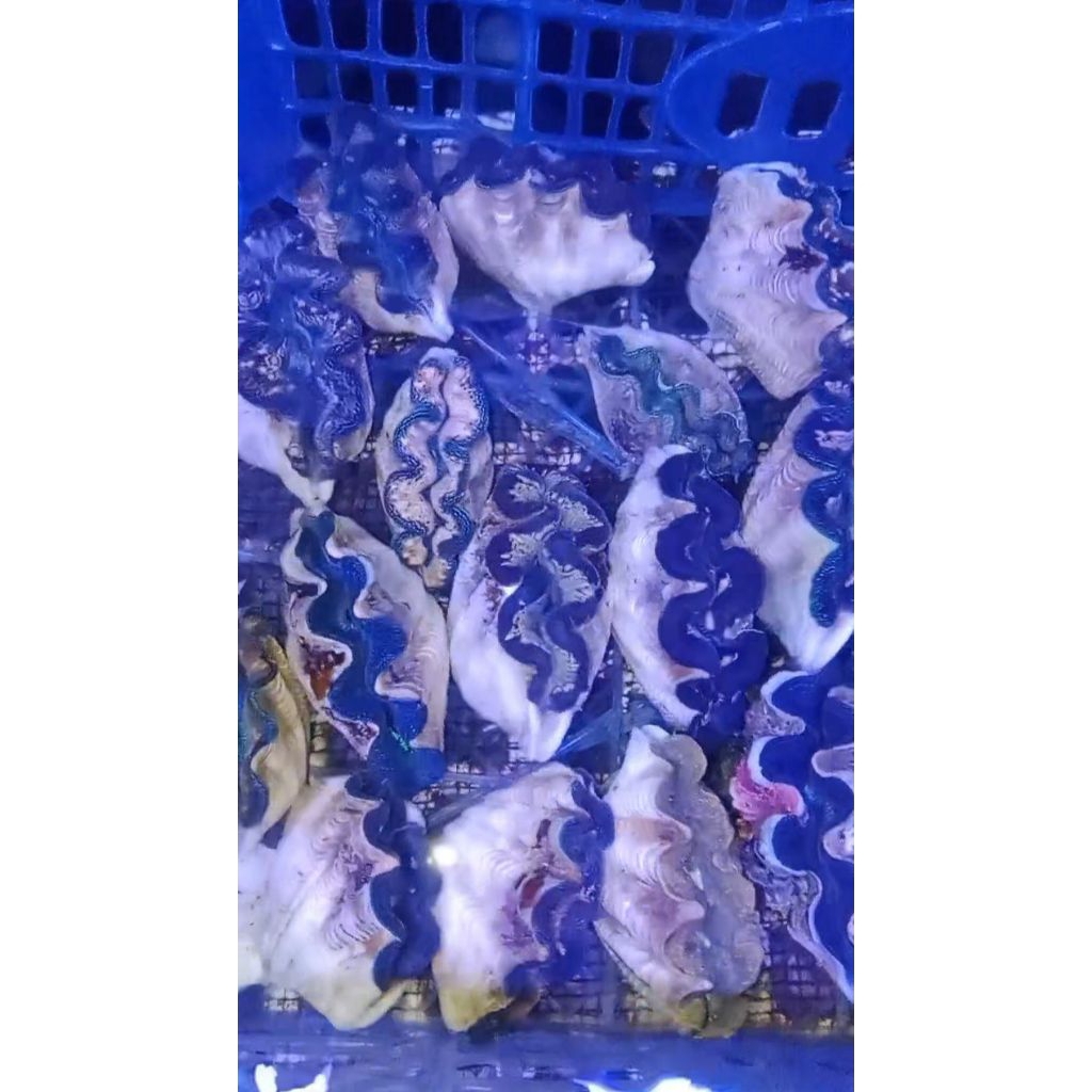 

KERANG HIAS KIMA LAUT WARNA + AIR LAUT 1 GALON