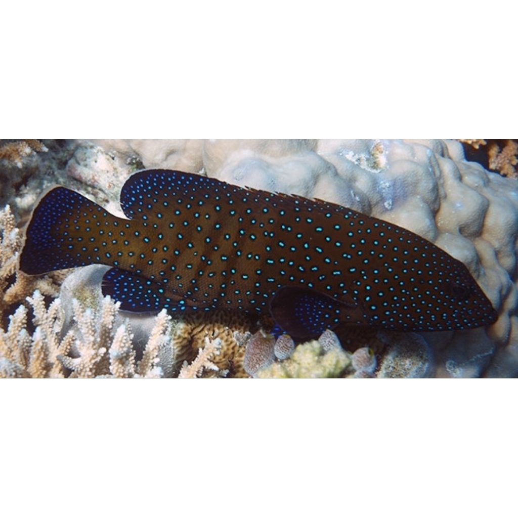 

IKAN HIAS BABY KERAPU LODI