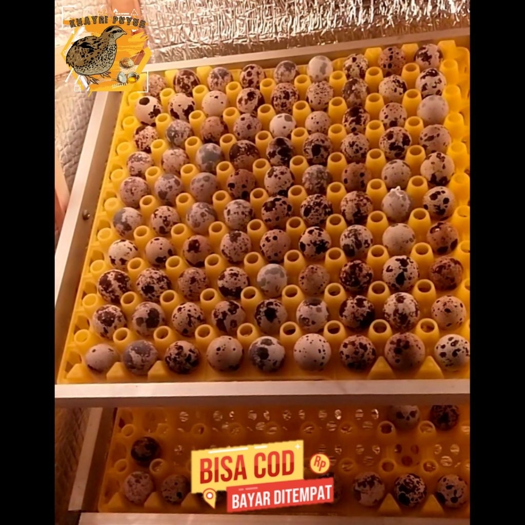 Telur Burung Puyuh Fertil Bibit Unggul 50butir untuk di tetaskan