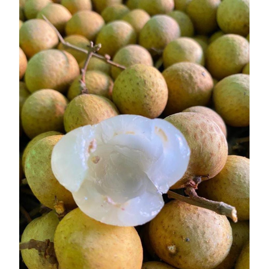 

Kelengkeng manis 1kg