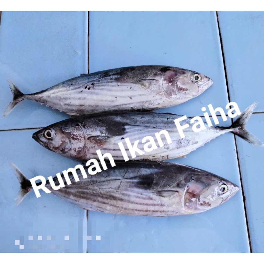 

Cakalang Segar Beku 1kg