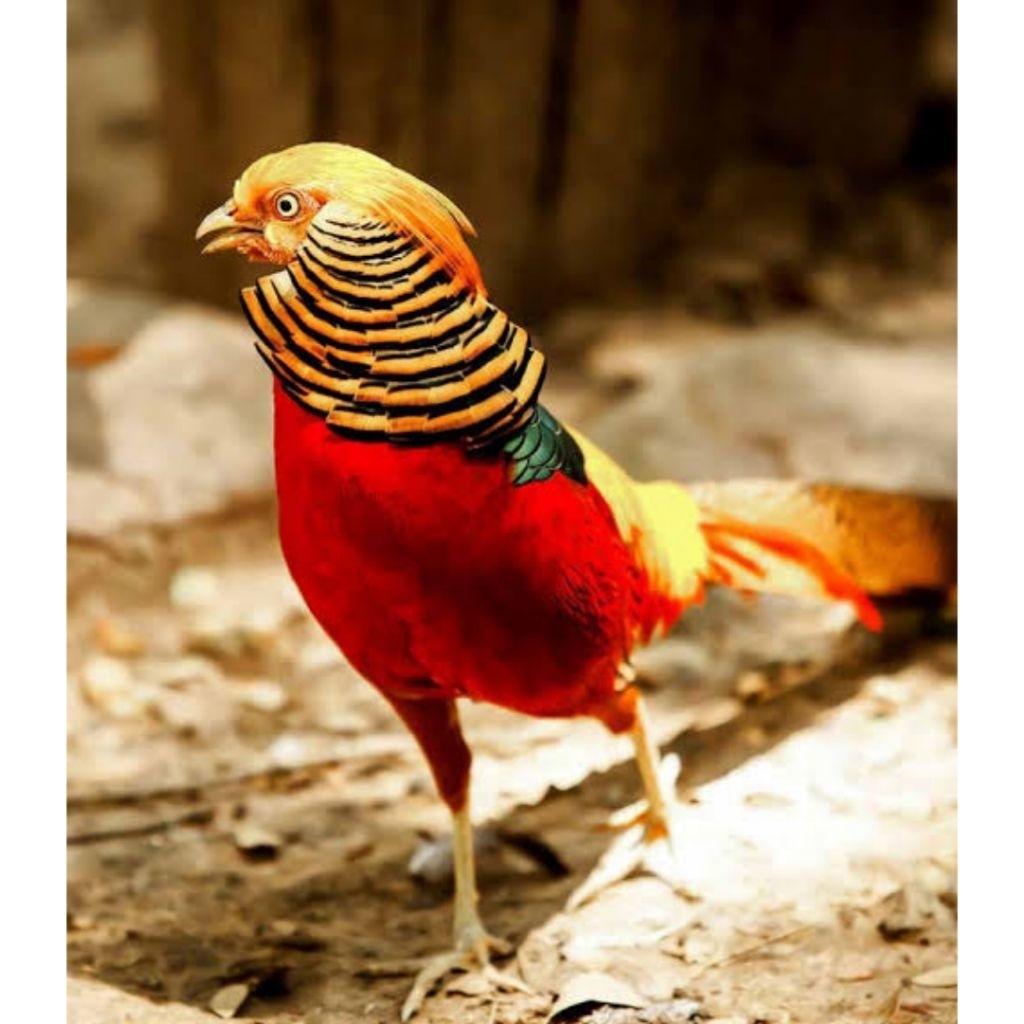 

telur fertil ayam hias red golden pheasant untuk ditetaskan