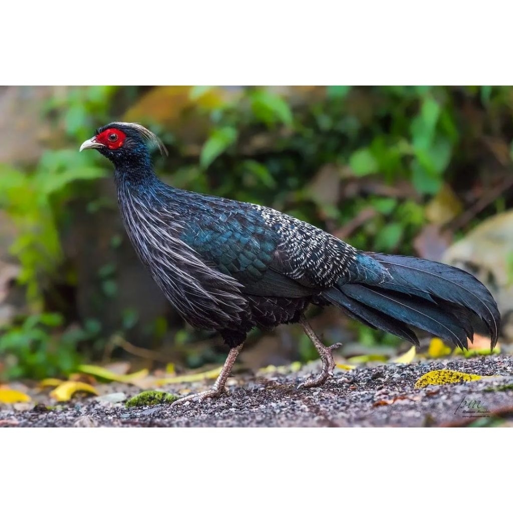 

telur ayam hias fertil kalij pheasant untuk ditetaskan