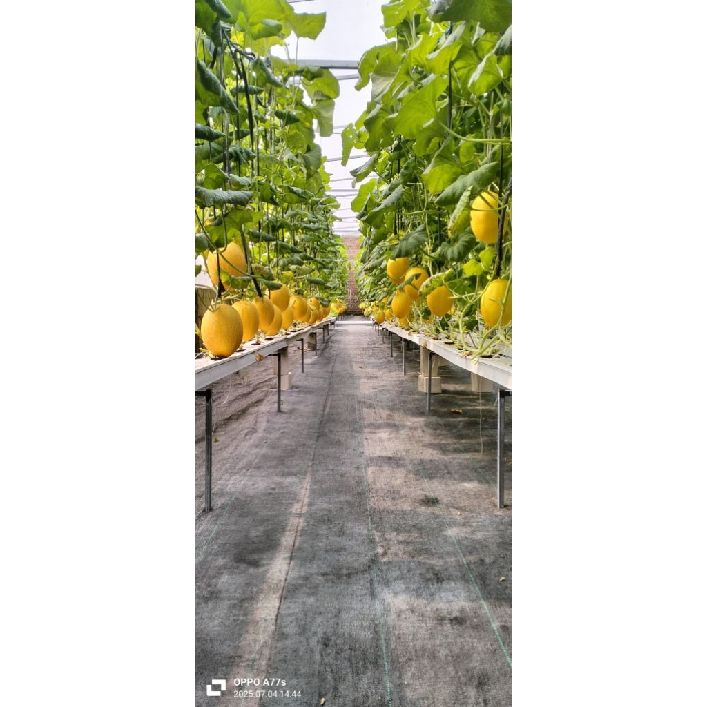 

melon sweitch lavender