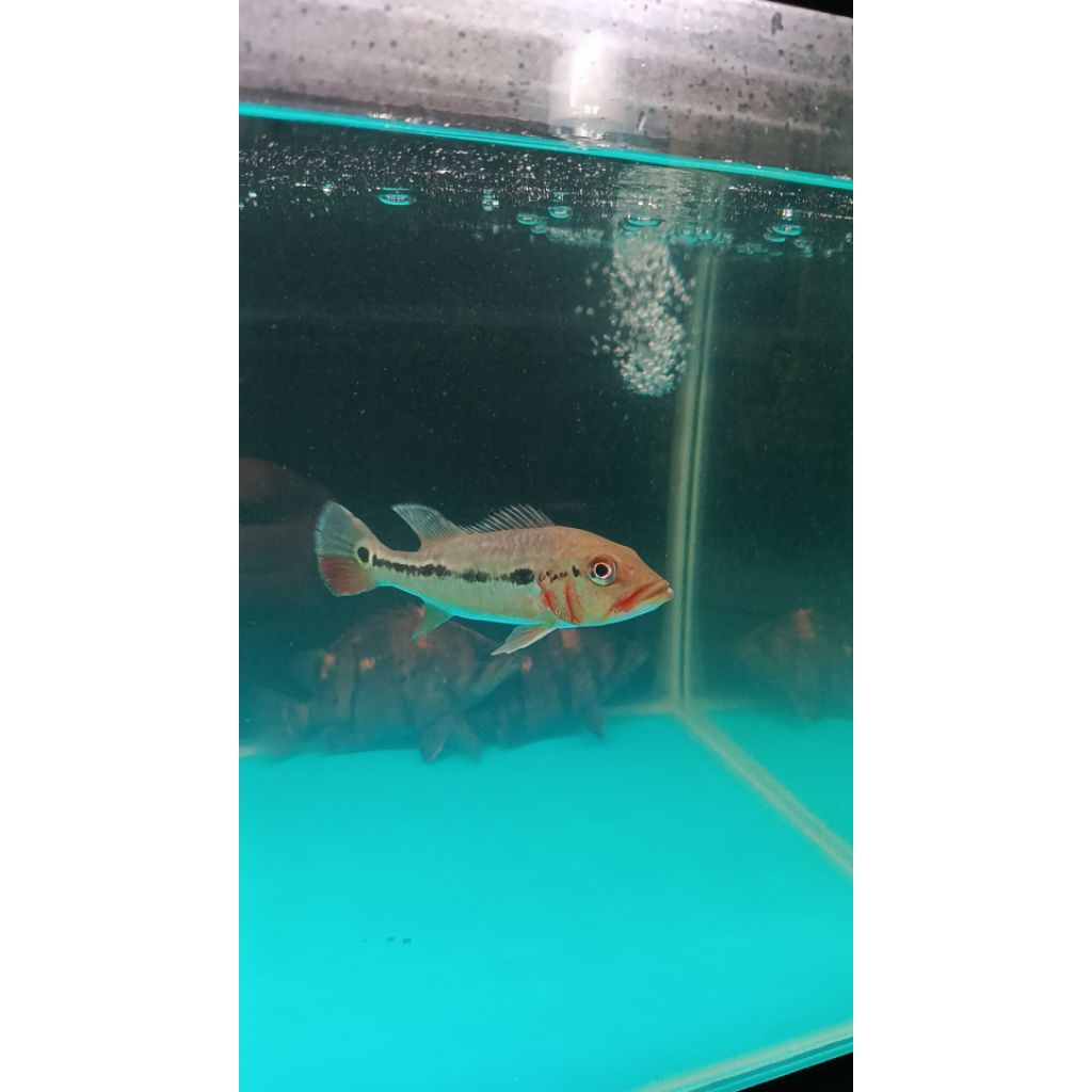 Hiasan Aquarium Peacock Bass Fogo / Pbass Fogo / Tucunare Fogo