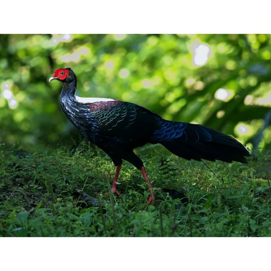 

telur ayam hias fertil Swinhoes Pheasant untuk ditetaskan