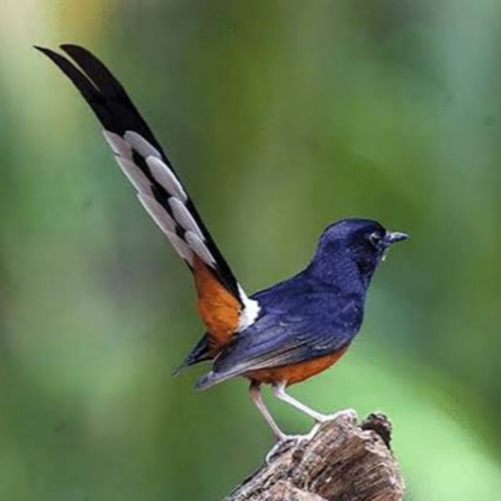 

telur murai batu indukan prestasi untuk ditetaskan