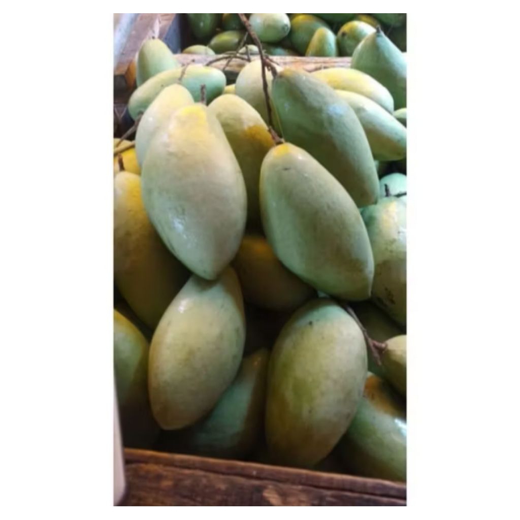 

Mangga Lokmai Changmai/ Chiang mai 1kg
