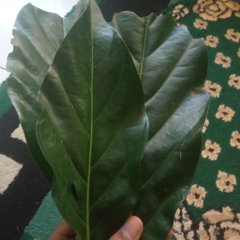 

daun mengkudu fresh segar