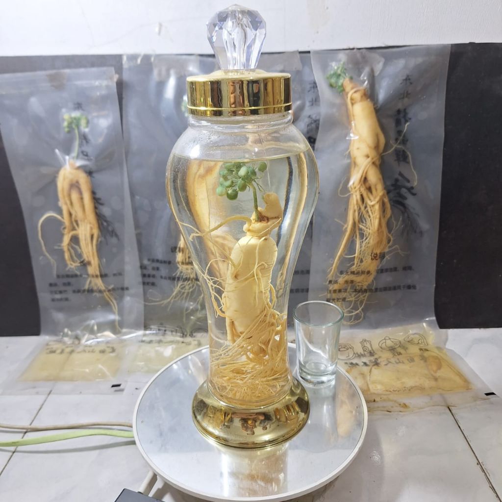 

RENDAMAN GINSENG UKURAN SEDANG + BOTOL MEWAH GUCCI 660ml . TERMURAHH