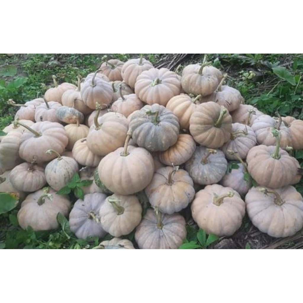 

biji benih buah waluh labu 20 biji