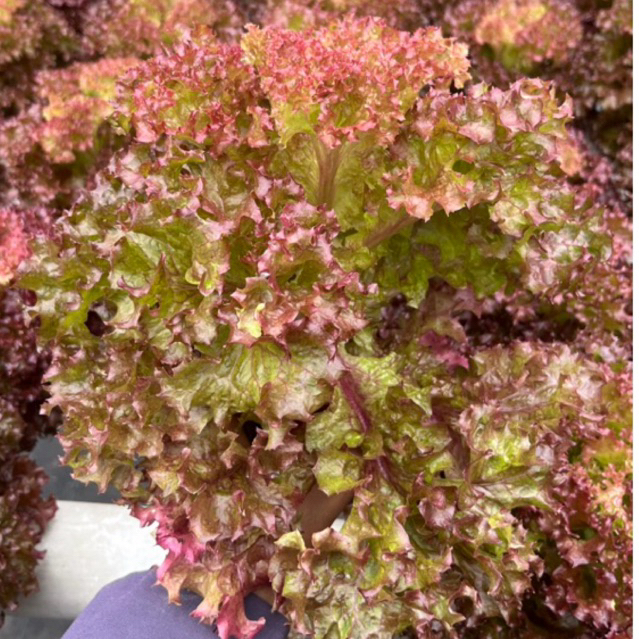 

Sayur Selada Merah Segar Hidroponik Lolorosa Sayuran