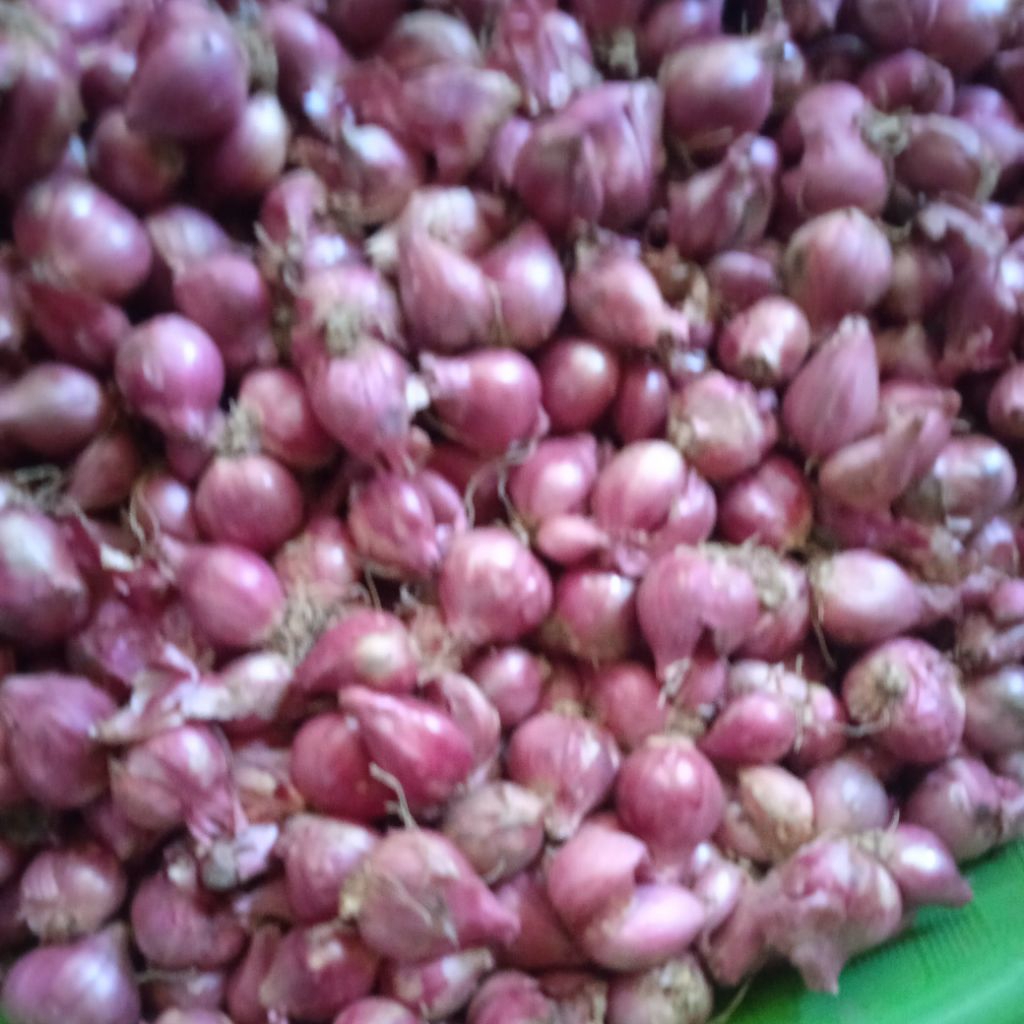 

BAWANG MERAH UKURAN Kecil TANGGUNG PER Kg
