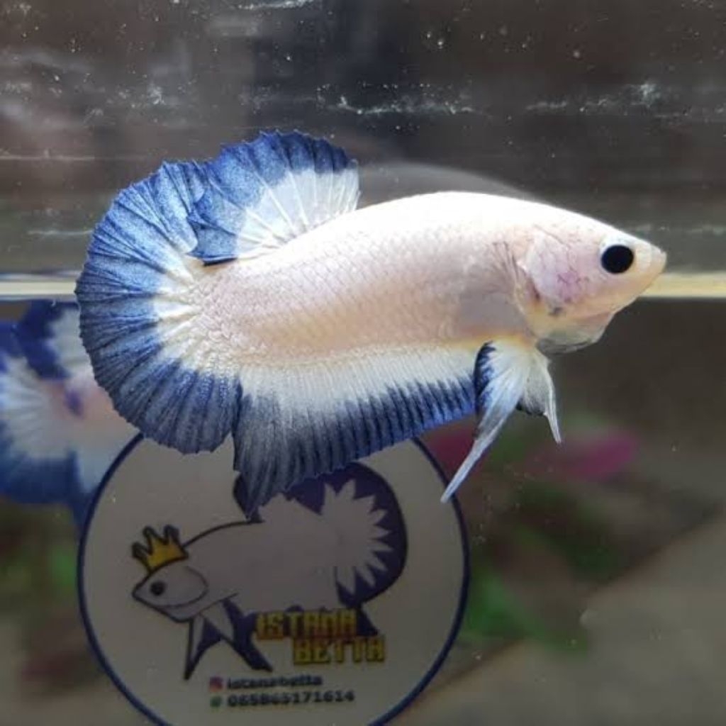 ikan cupang betina ful telur