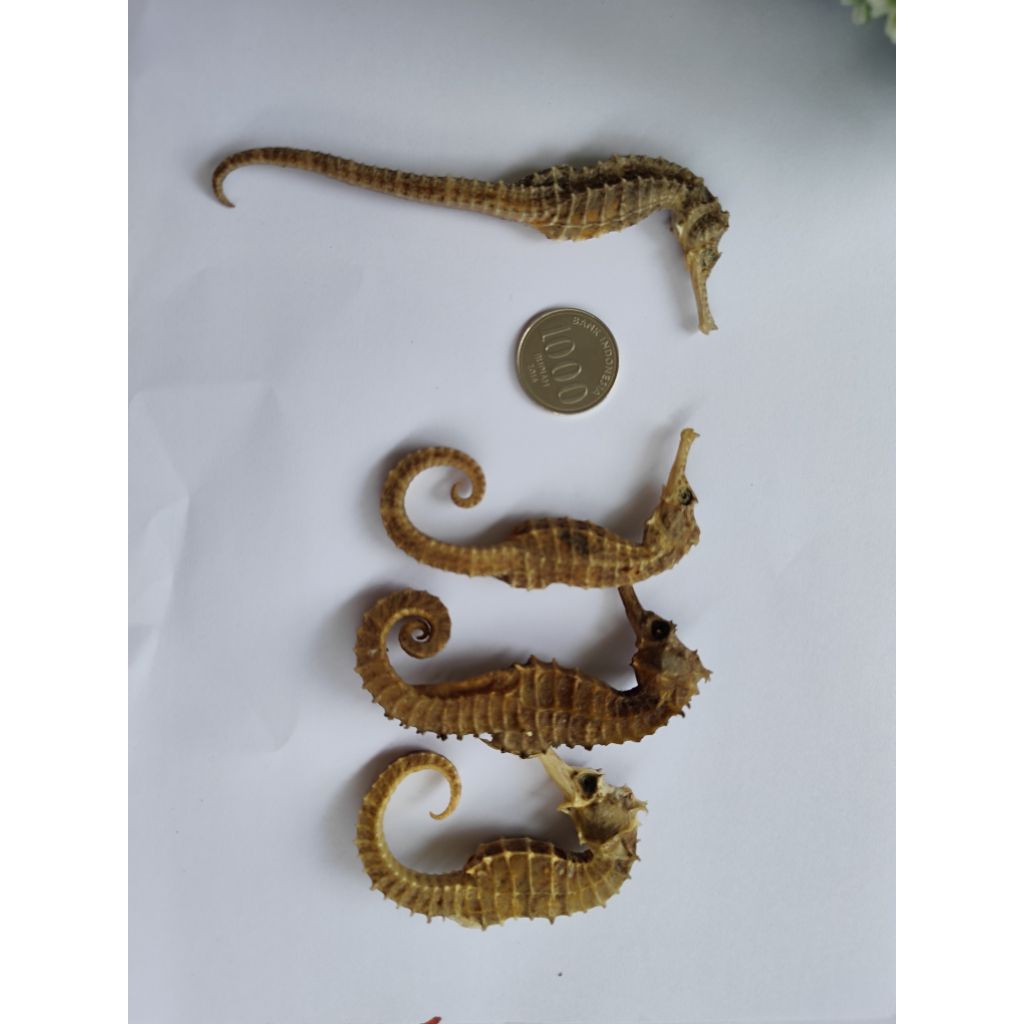 

KL HAI MA KUDA LAUT PANJANG 5-6 CM