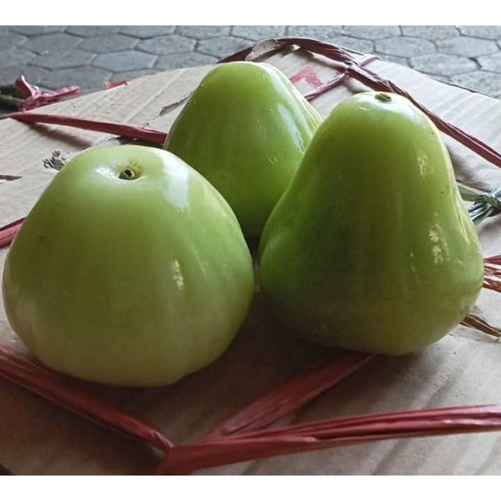 

JAMBU AIR MADURA JUMBO