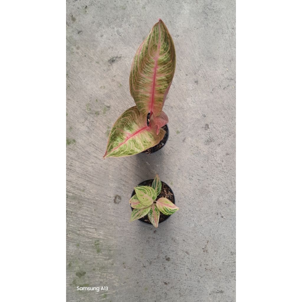 Paket 2 Aglonema 300K = Maheswara/Maeswara Merah & Huges