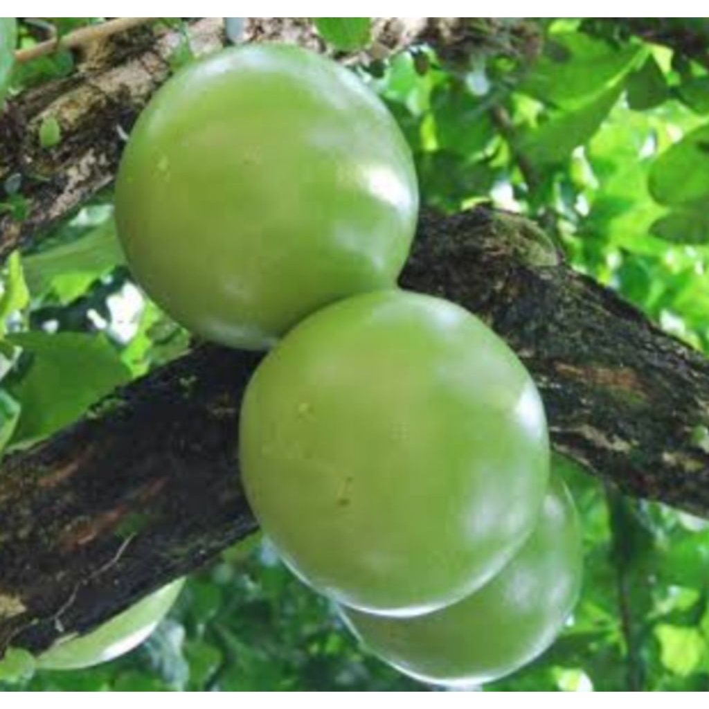 

buah maja /brenuk 1 buah