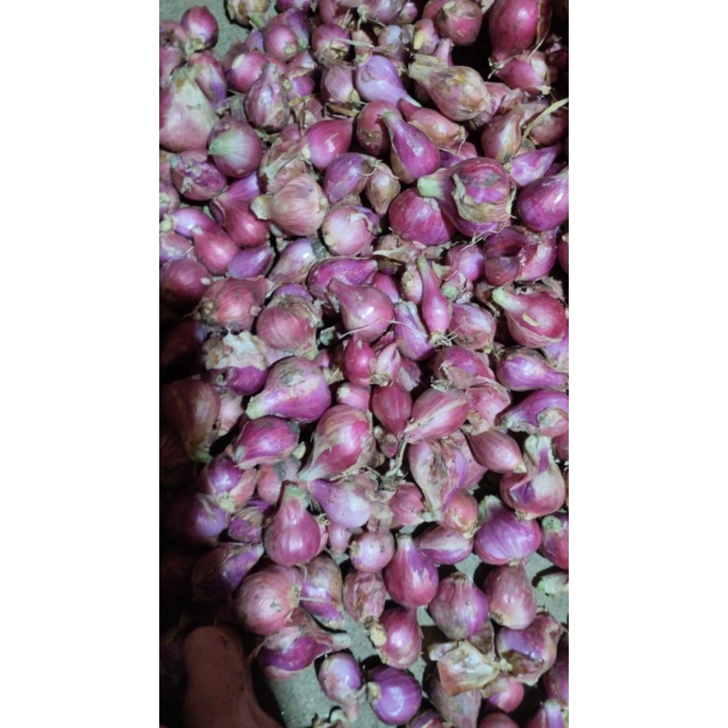 

bawang merah campur sedang