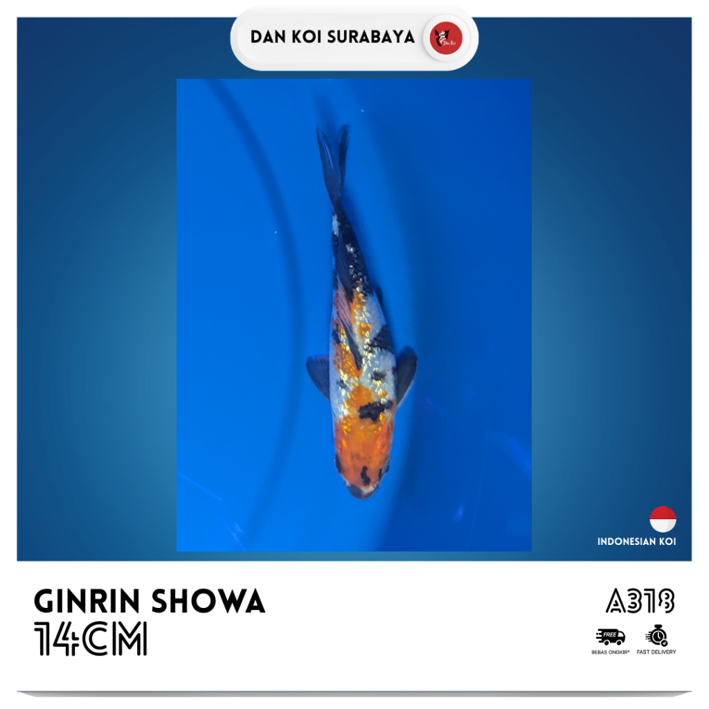 Ikan Koi Ginrin Showa Kode A318