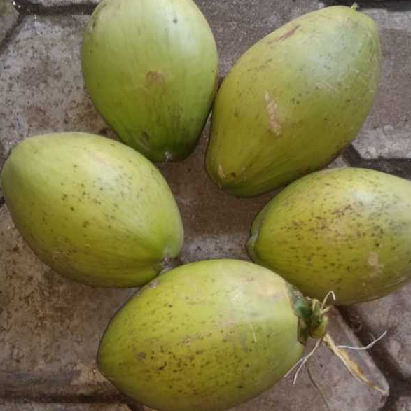 

KELAPA KOPYOR ASLI