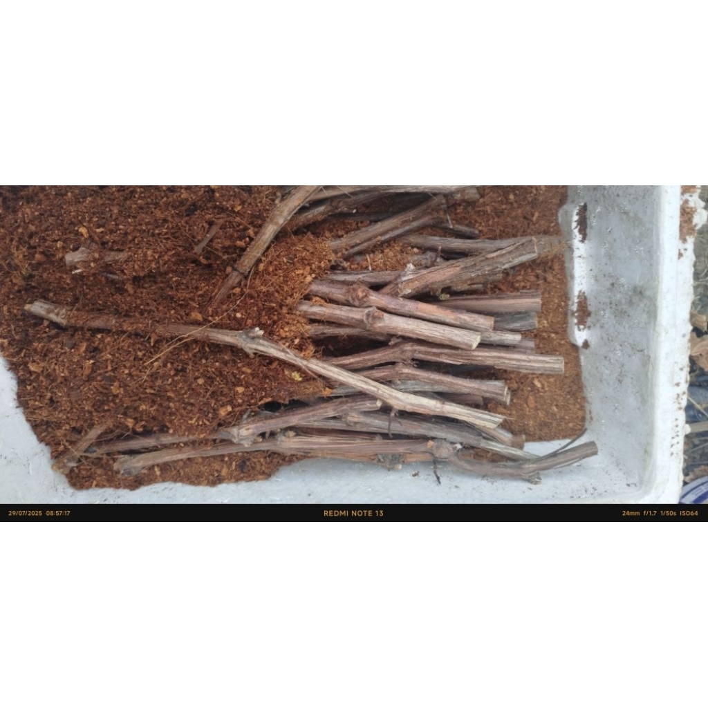 

Cutting Anggur Yummy Rembo valid 100%,