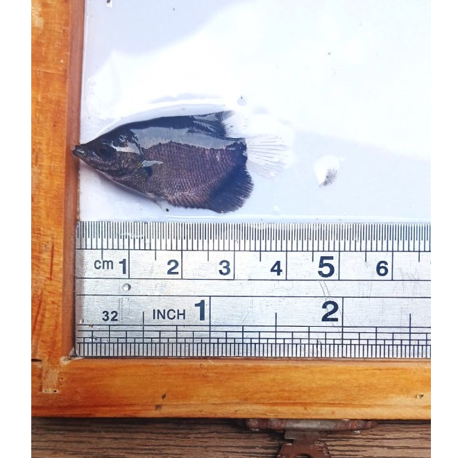 Paket isi 10ekor benih ikan gurame soang 3-4cm/benih ikan gurame soang ukuran jempol