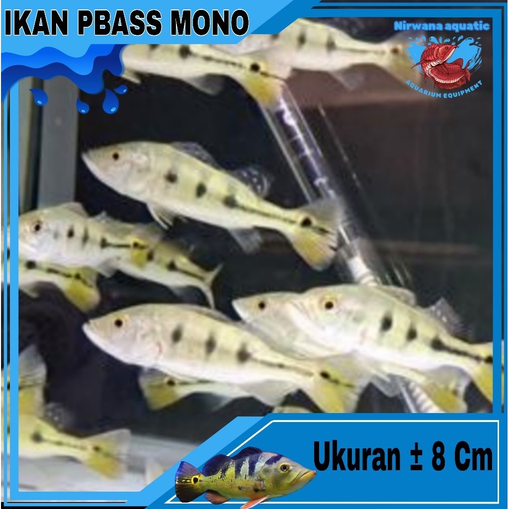 (INSTAN) IKAN PREDATOR PEACOCK BASS ( PBASS ) MONO - BROCO - PINIMA | UKURAN ± 8-11 CM