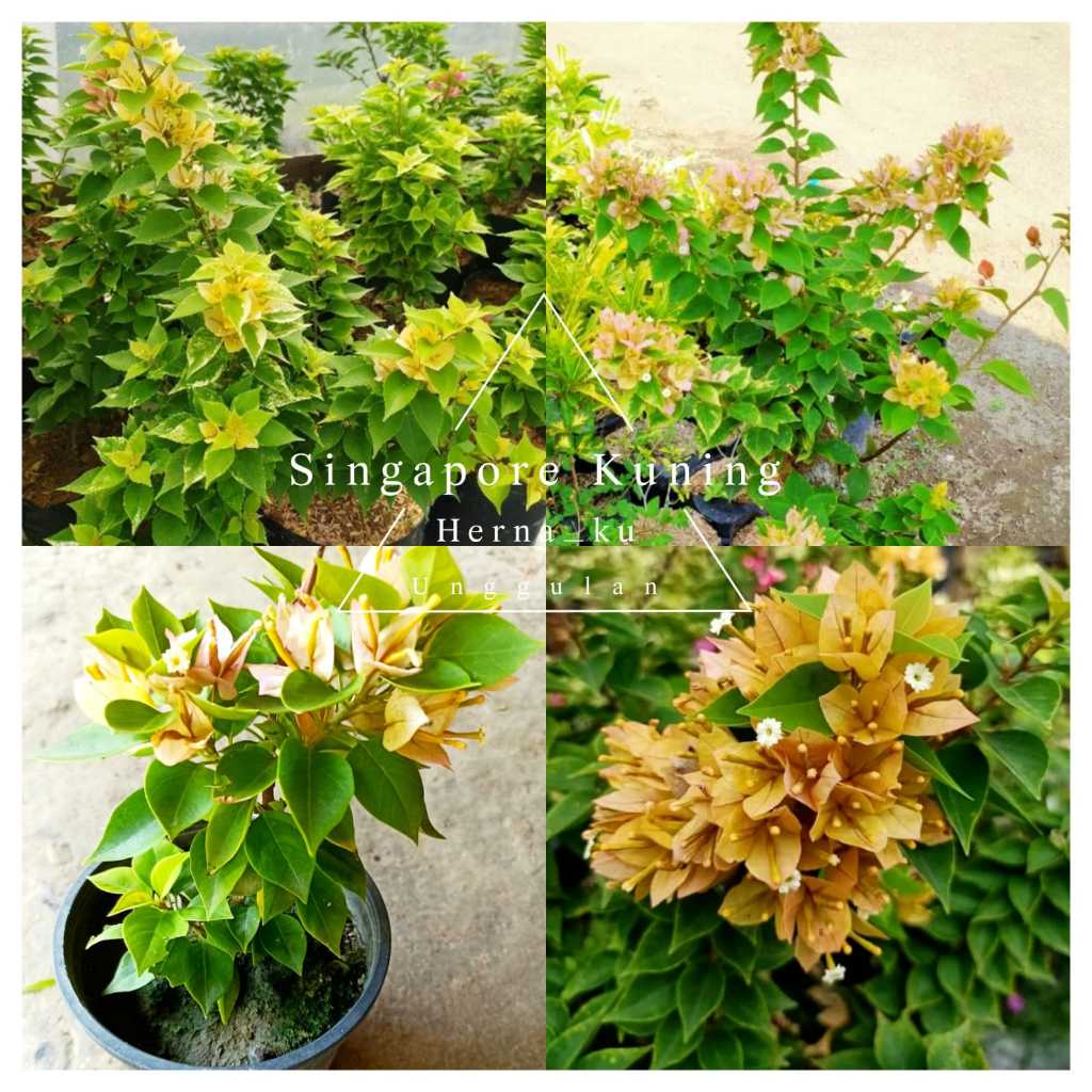 Bunga Bugenvil SINGAPUR KUNING Orian Rimbun / Bougenville SINGAPORE KUNING Daun Hijau Mudah Berbunga