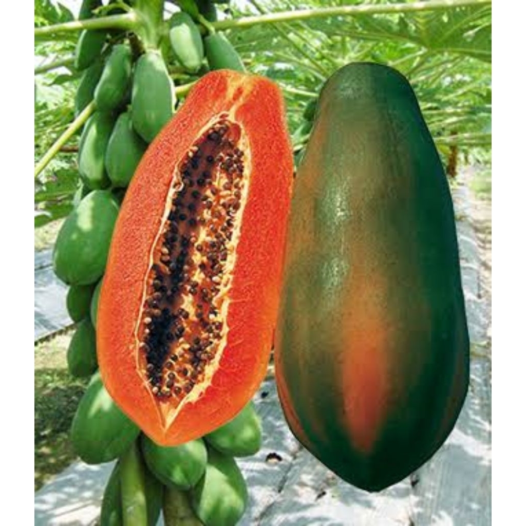 bibit pepaya thailand red lady siap tanam