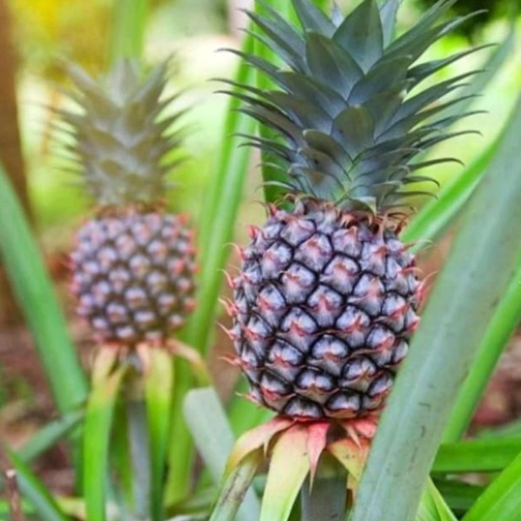 

buah nanas muda ( PRIVASI NAMA BARANG AMAN )