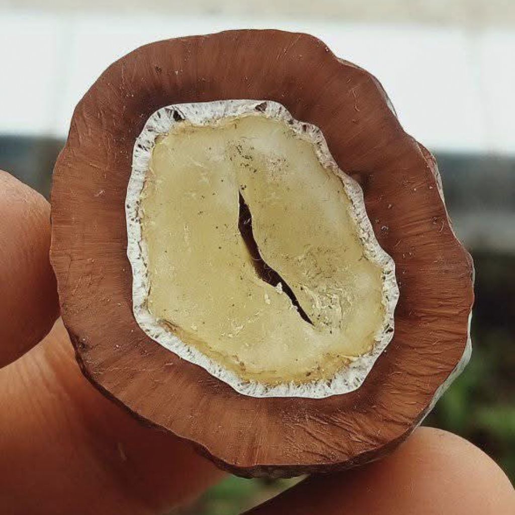 Muncang Adu Jenis Jayanti Batok Tebal Beli 3 Bonus 1