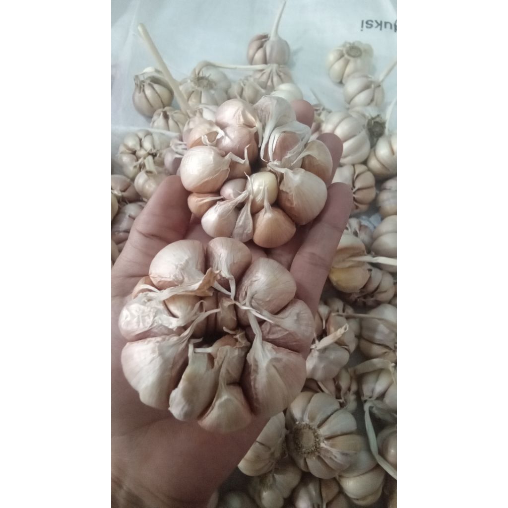 

Bawang putih bersih dan kotor Besar sedeng harga 1kg