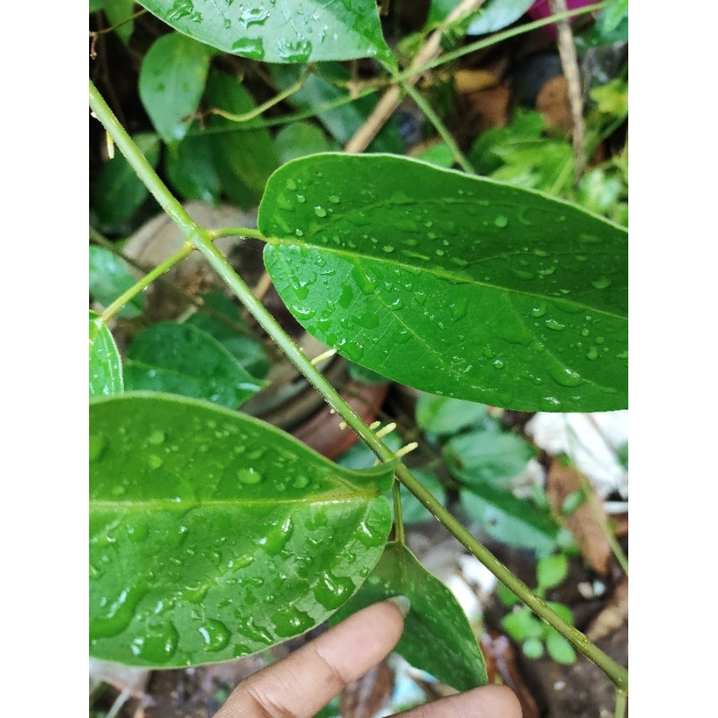 

daun cincau batang per 20 lembar