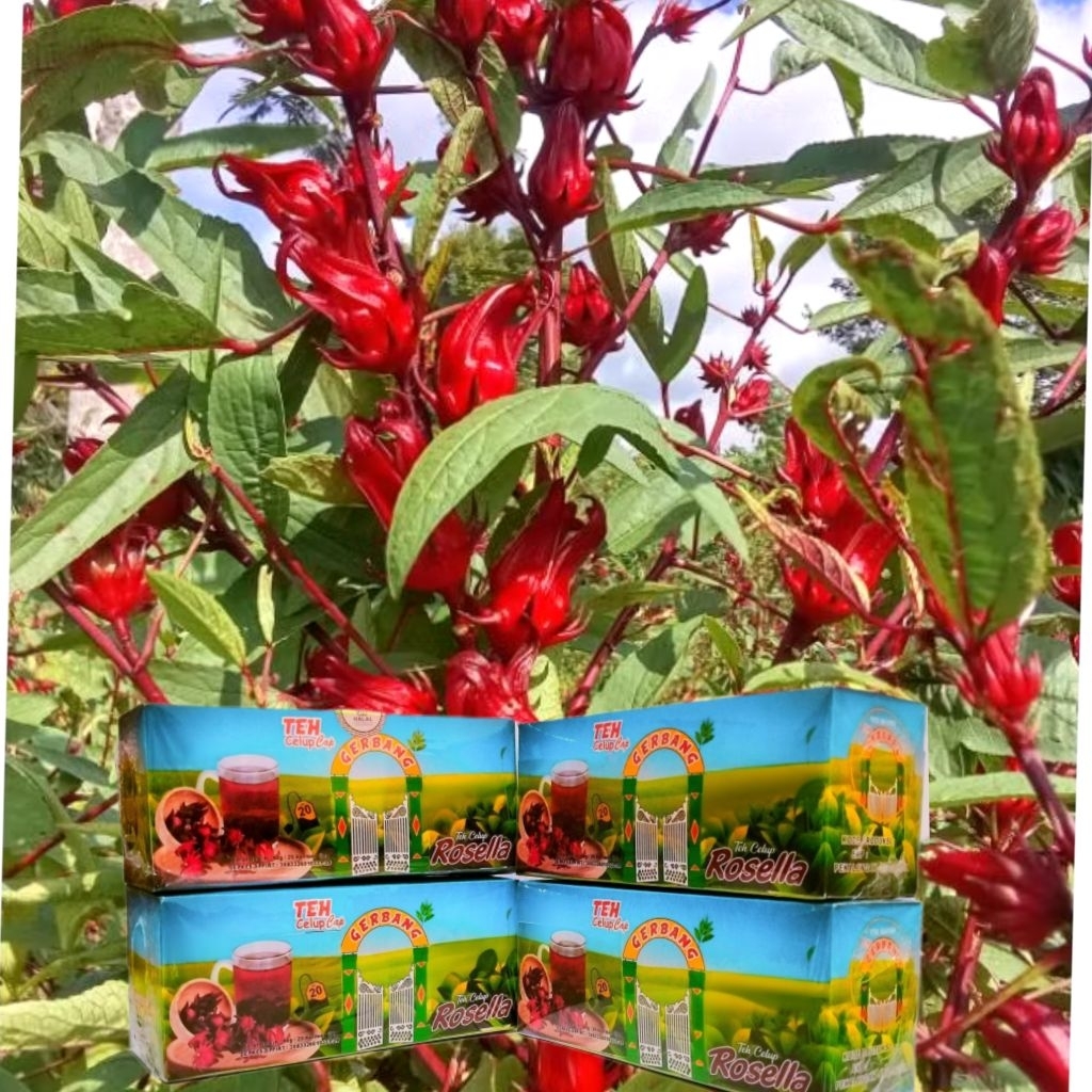 

Teh celup herbal bunga Rosela cap Gerbang isi 20 Teh kesehatan hypertensi gula darah kolestrol hilang