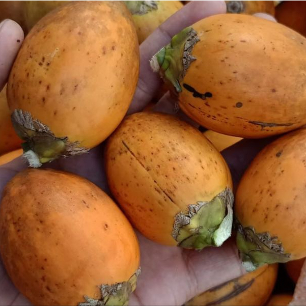 

Termurah paket 5 kg pinang tua fresh segar