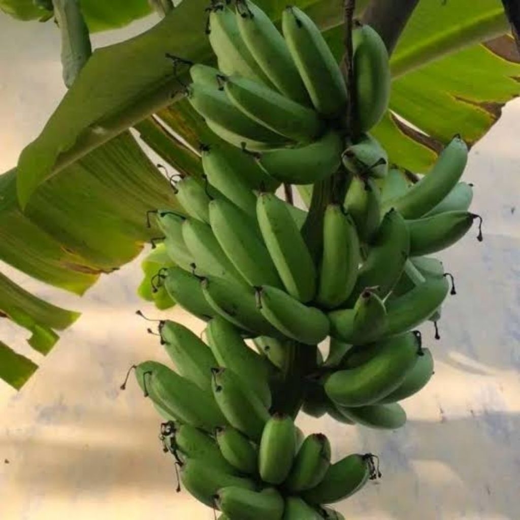 

Jual Bibit Pisang Ampyang / Kreak / Tengkue