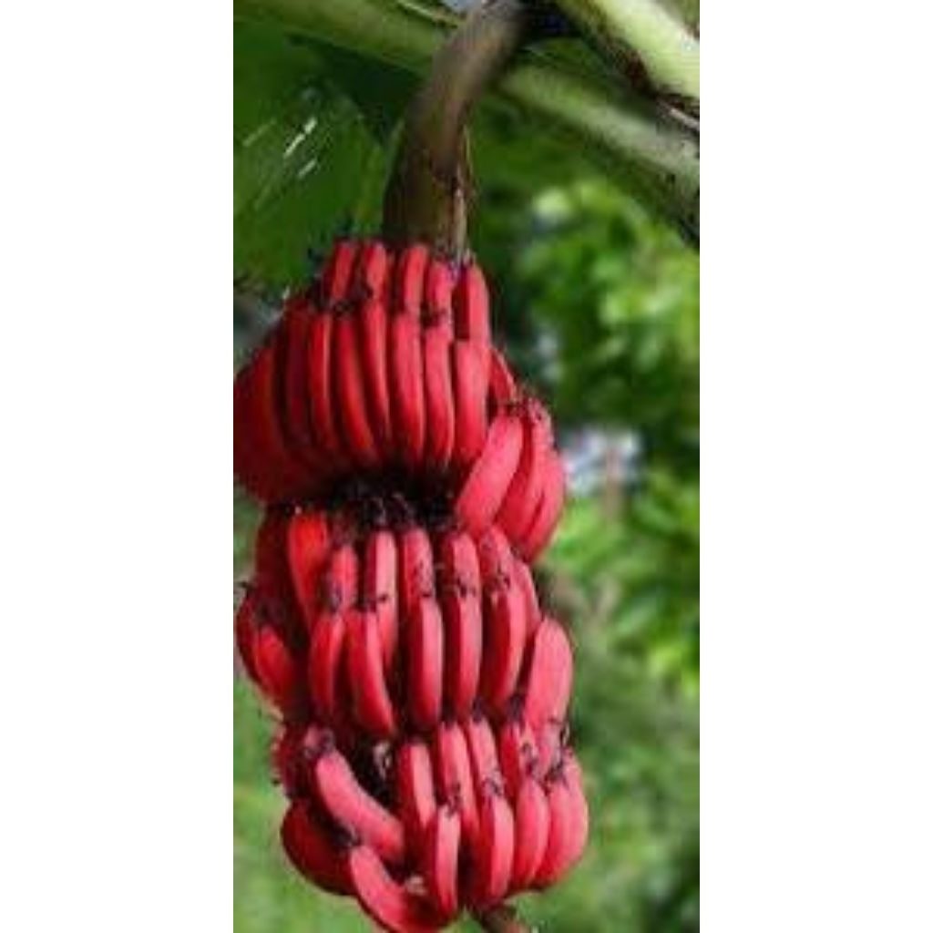 

jual Pisang Merah super, buahnya besar dan Manis dan cepat berbuah