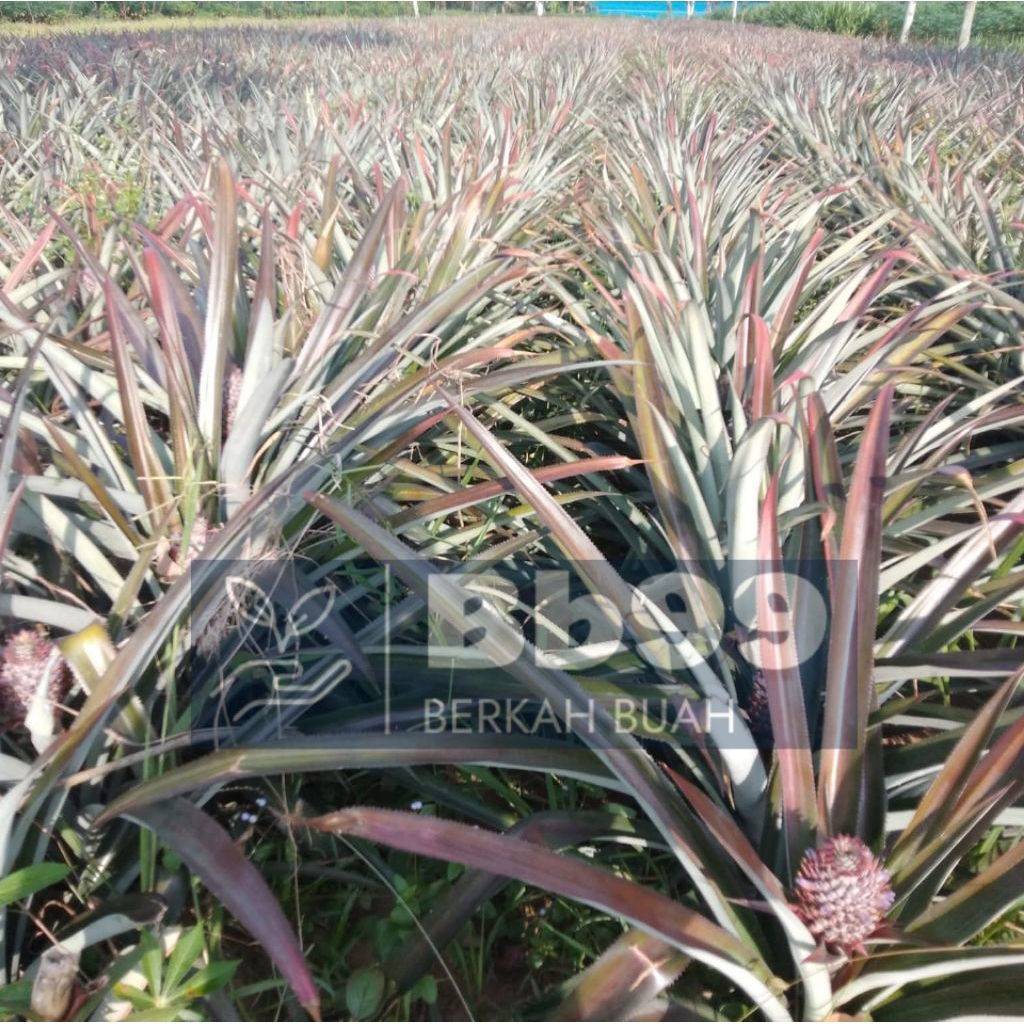 

NANAS MUDA BARU PETIK||harga perbiji||obat herbal alami||pelancar haid