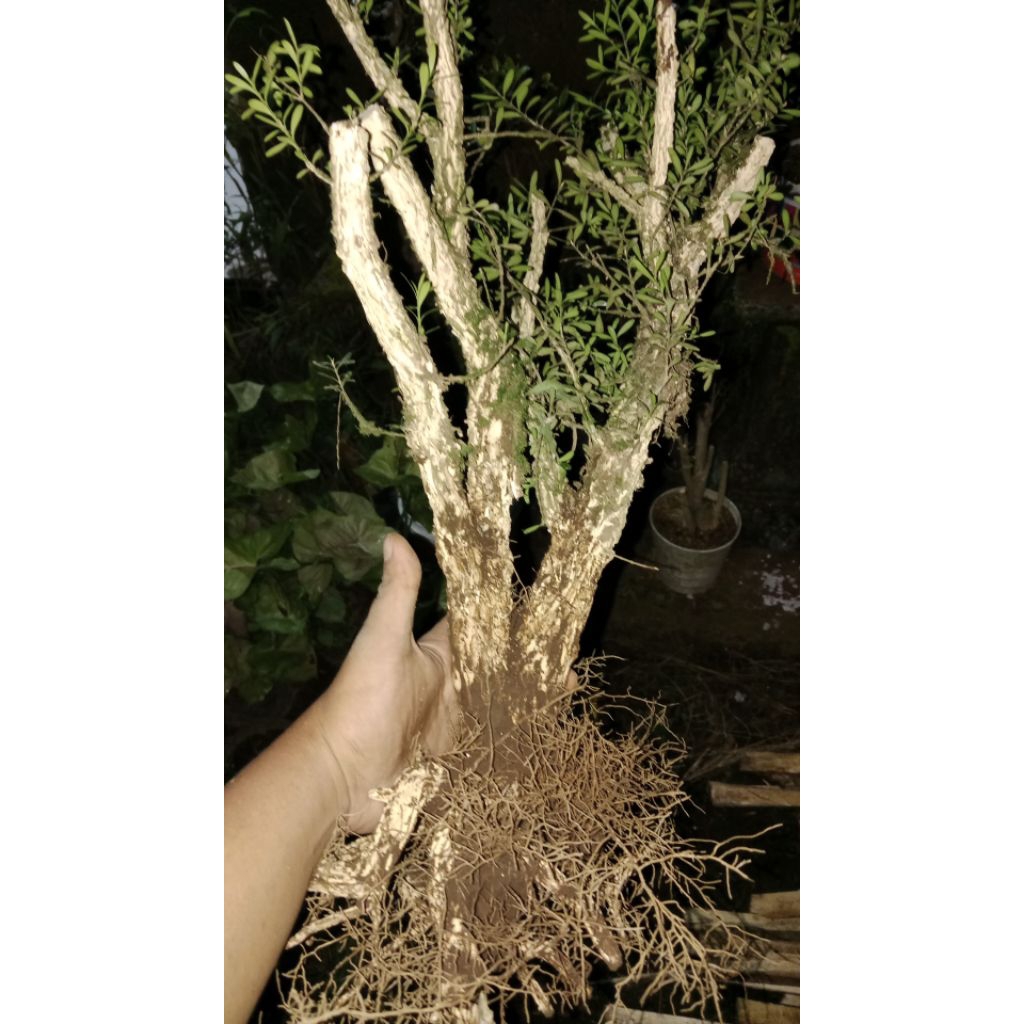 boxus lb besar matap