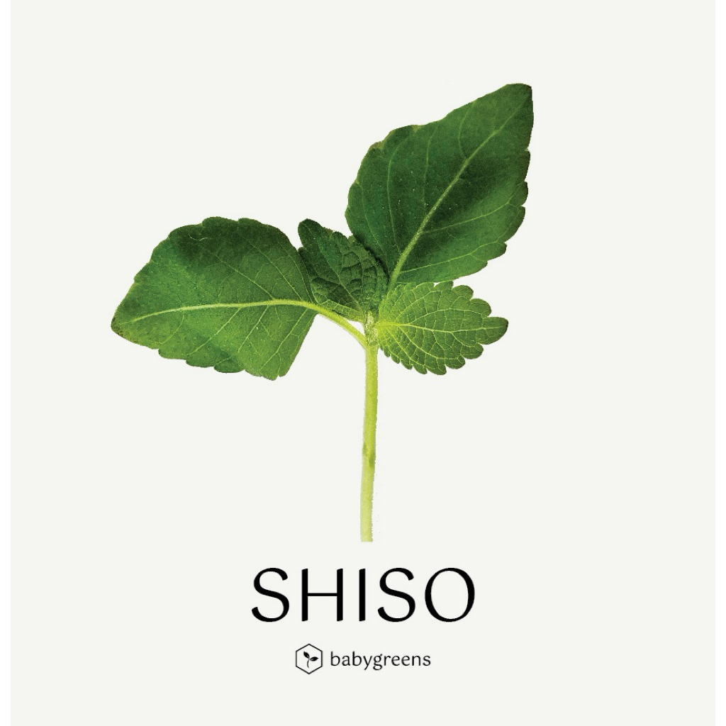 

[BABYGREENS] Shiso / Perilla Microgreens - 30 gr